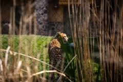 2019 PinUps at The Zoo Columbus